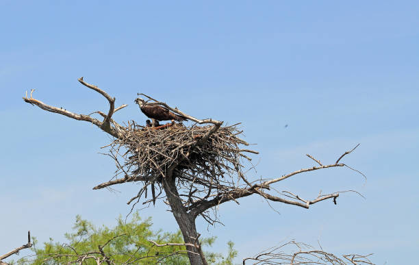 Osprey mother Reelfoot Lake State Park, Tennessee reelfoot lake stock pictures, royalty-free photos & images