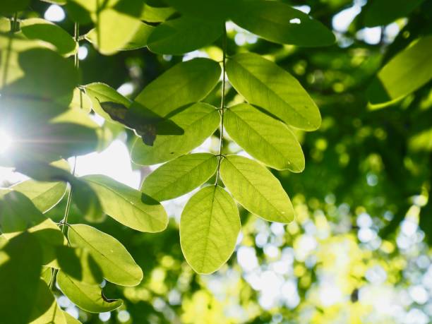 istock Fresh green leaf of Korea 968671588