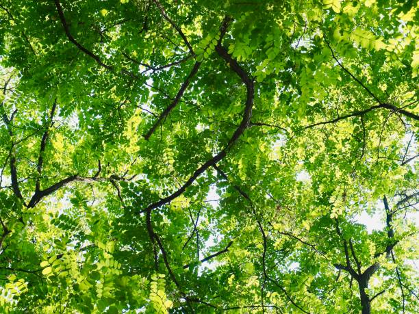 istock Fresh green leaf of Korea 968671600