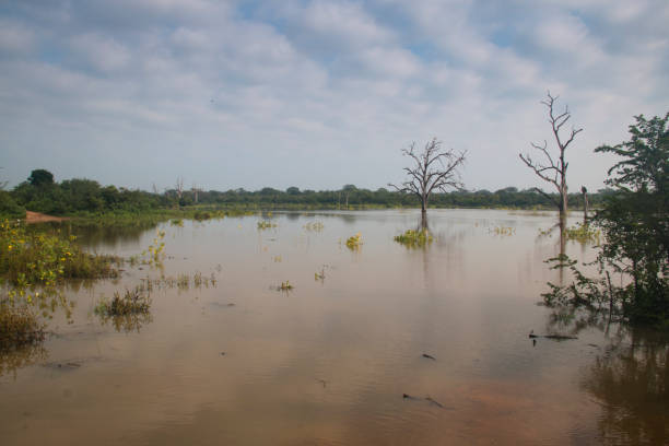 istock Landscape in Udawalawe, Sri Lanka 968673848