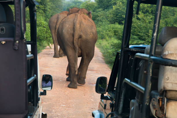 istock Elephants in Udawalawe, Sri Lanka 968673900