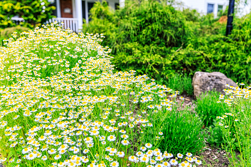 A patch of bright yellow and white late spring Chamomile herbal plant flowers blooming in the front yard of a suburban home in early June near Rochester, in western New York State.