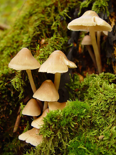 マッシュルーム - magic mushroom moss autumn outdoors ストックフォトと画像