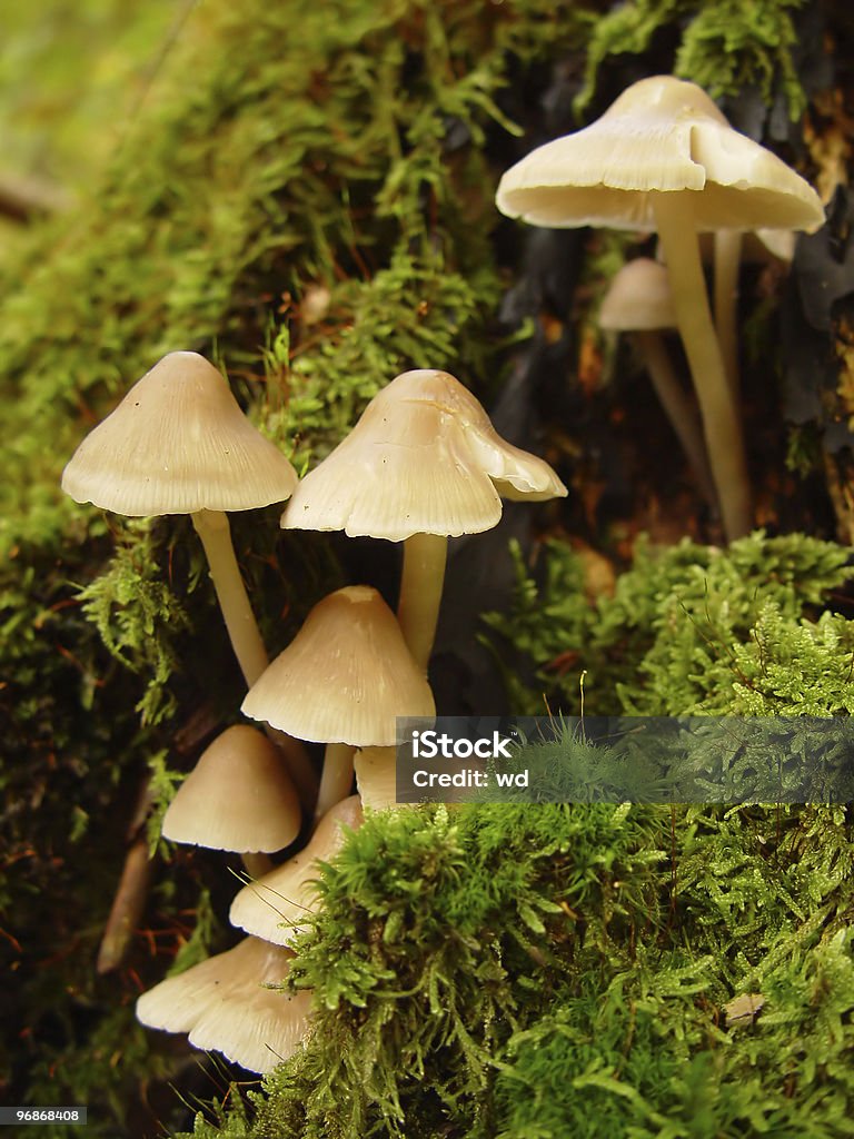 Cogumelos - Foto de stock de Floresta royalty-free