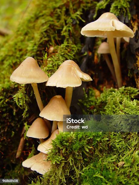 Foto de Cogumelos e mais fotos de stock de Floresta - Floresta, Bosque - Floresta, Branco