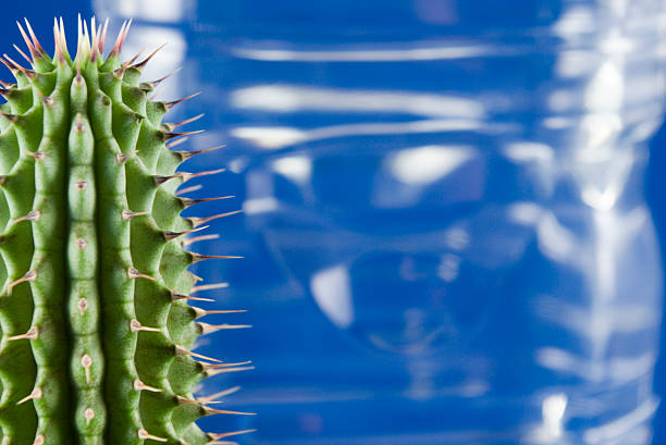 Thirsty Cactus stock photo