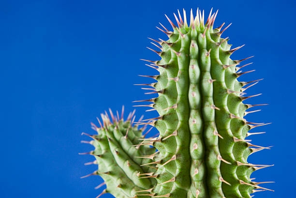 Two Armed Cactus stock photo