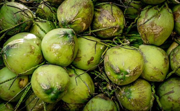 istock Pile of coconut fruits 968686016
