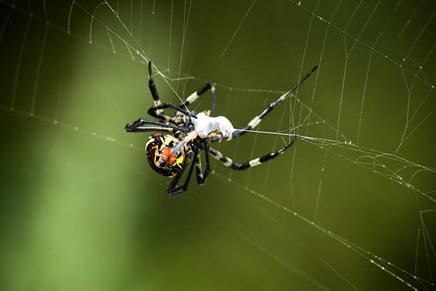 Spider Prey stock photo