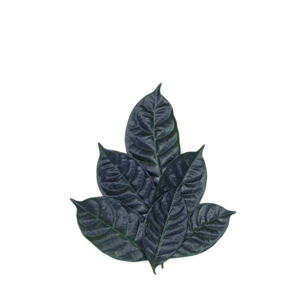 A Bush of green leaves on white isolated background.