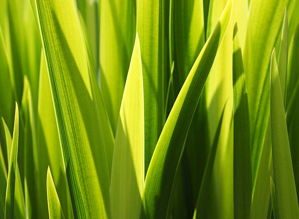 feuilles vertes fond - chlorophyll striped leaf natural pattern photos et images de collection