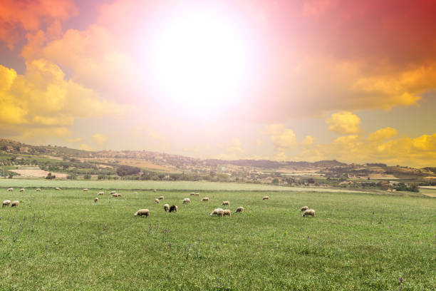 istock Grazing sheep in Sicily at sunrise 968696856