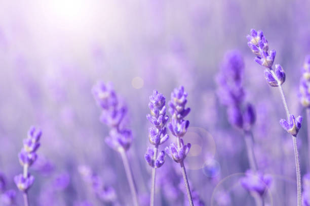istock field lavender morning summer blur background 968706926