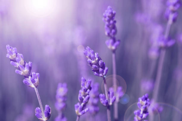 istock field lavender morning summer blur background 968706928