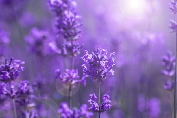 istock field lavender morning summer blur background 968709412