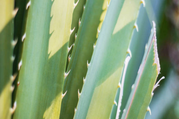 istock Thorns of ornamental trees. 968709720