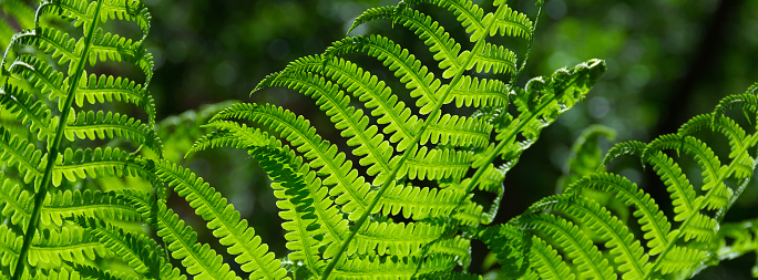 banner spring bright green fern background. spring background
