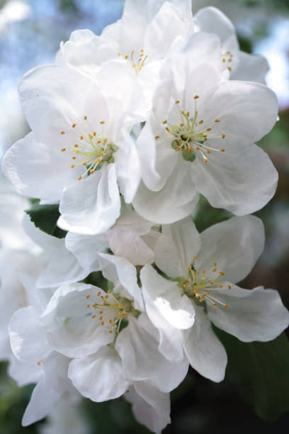 istock apple tree flowers blossoming in the sunny garden 968732684