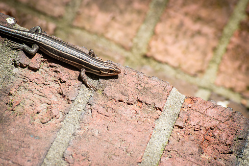 A Blue-tailed Skink sun-bathes on a brick stair.