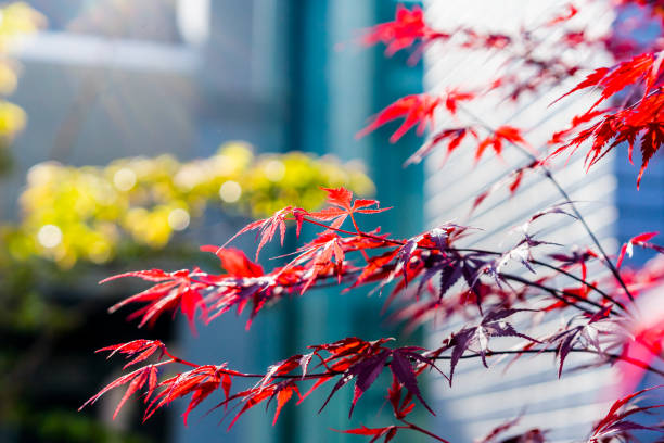 miękkie ognisko czerwonych liści klonu palmatum acer w japonii - maple japanese maple leaf autumn zdjęcia i obrazy z banku zdjęć