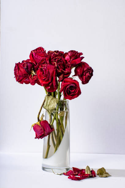 A bouquet of dead roses in a vase on a white background.