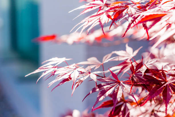 miękkie ognisko czerwonych liści klonu palmatum acer w japonii - maple japanese maple leaf autumn zdjęcia i obrazy z banku zdjęć