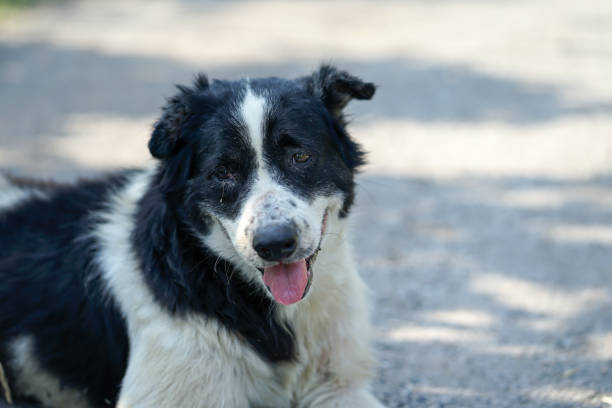istock close-up of thai dogs, black and white 968747110