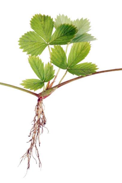 istock Forest strawberry is smeared with sprouts with roots 968747258