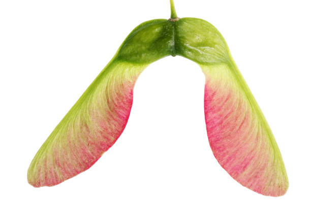 istock Tree maple seed  (helicopter) at the very beginning of vegetative spring maturation. 968747290