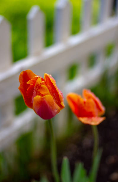 istock Colorful Tulip White Picket Fence 968752434