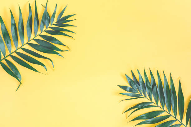 istock Tropical palm leaves on yellow background. Flat lay, top view 968756946