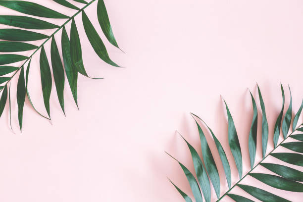 istock Tropical palm leaves on pastel pink background 968757244
