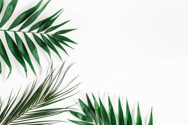 istock Tropical palm leaves on white background. Flat lay, top view 968757386