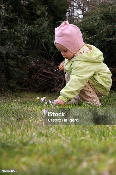 スプリングの赤ちゃん - カラー画像のストックフォトや画像を多数ご用意 - カラー画像, ガーデニング, クロッカス
