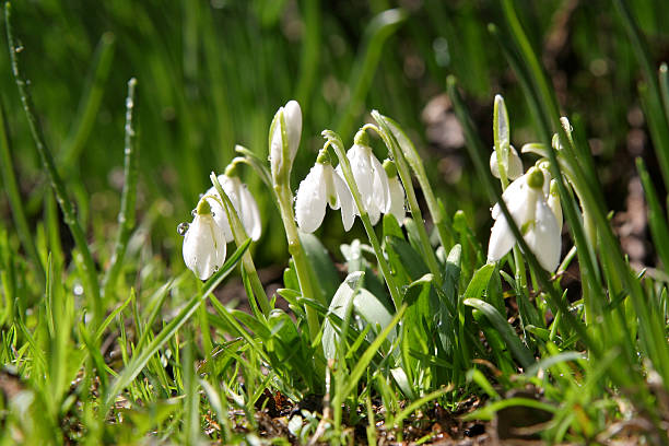 Snowdrops - foto de stock