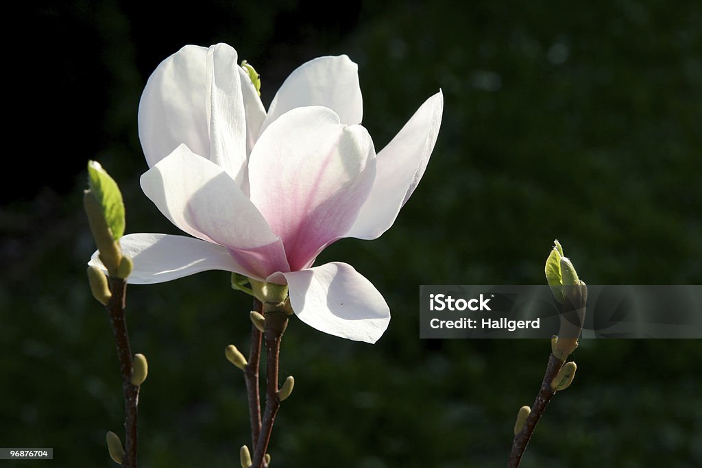 Magnolia - Foto de stock de Agua libre de derechos