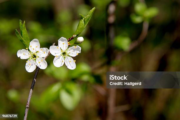 Endrino Foto de stock y más banco de imágenes de Abril - Abril, Arbusto, Blanco - Color