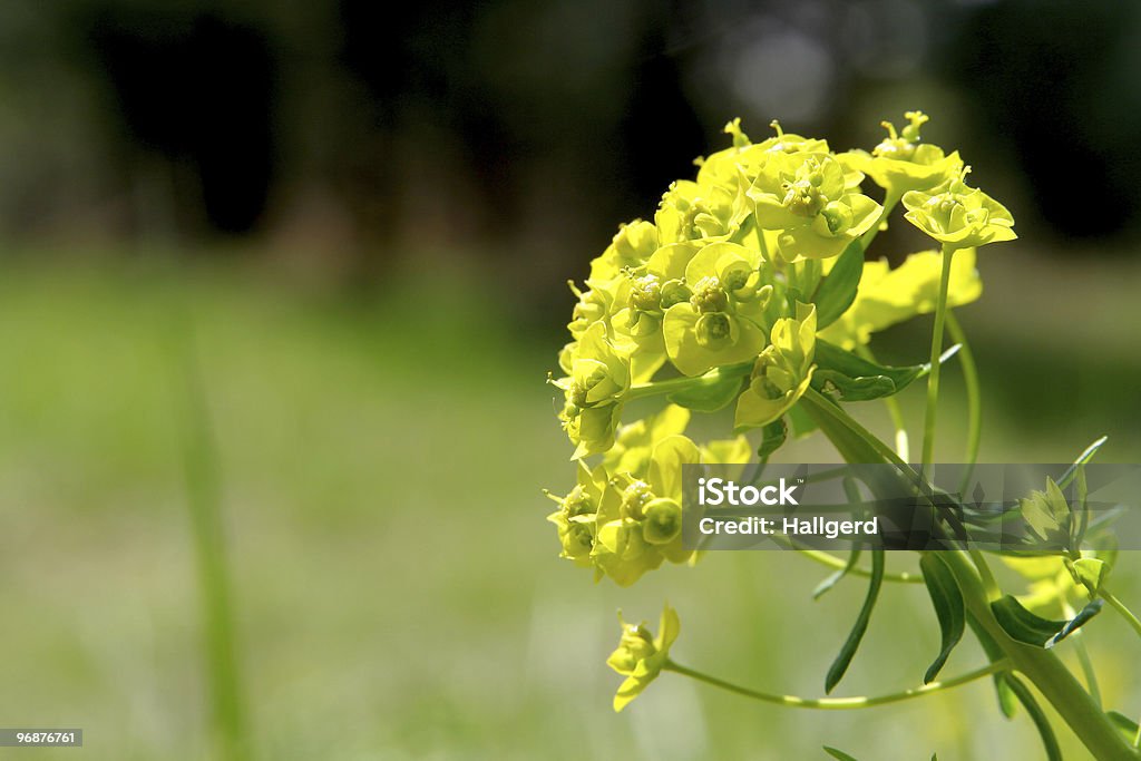 Malas hierbas - Foto de stock de Amarillo - Color libre de derechos