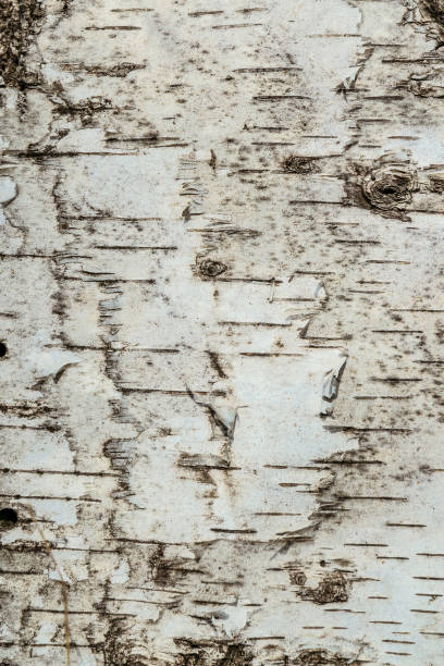 자작나무 껍질 표면 근접의 자연 질감 - birch bark birch tree textured 뉴스 사진 이미지
