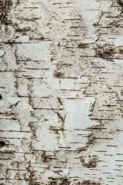 istock Natural texture of birch bark surface close-up 968771218