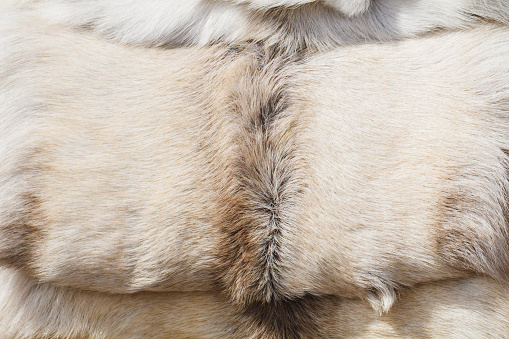 Close-up of fur of a white nordic wolf.