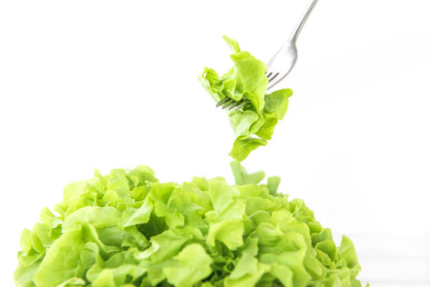 Fresh organic healthy green oak lettuce vegetable for salad, isolated on white background