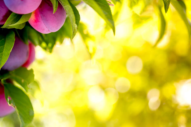 Fruit plums garden bokeh background. Plums garden in sunny day. Selective focus, copy space. Natural concept.
