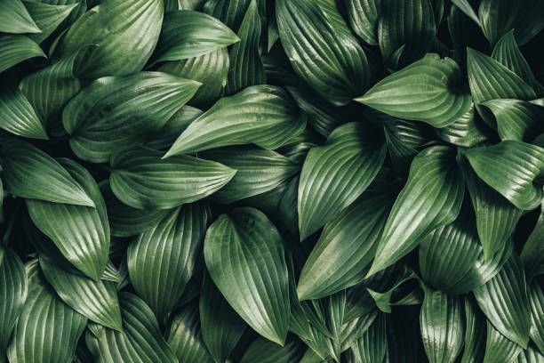 full frame image of hosta leaves background full frame image of hosta leaves background hosta photos stock pictures, royalty-free photos & images