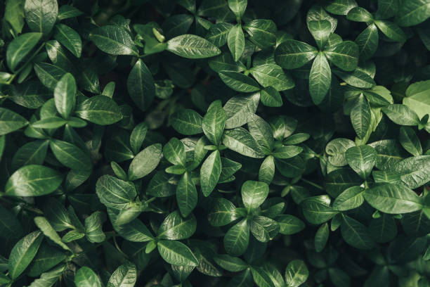 istock full frame image of green leaves background 968789266