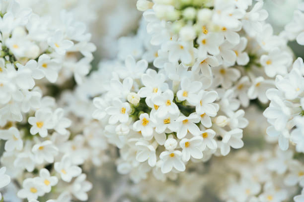Photo of full frame image of white lilac bloom background