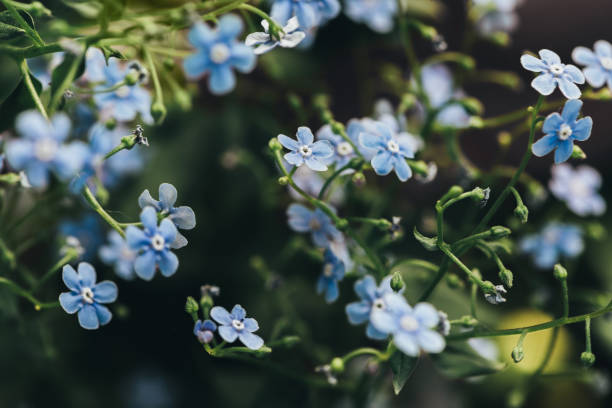 istock closeup view of forget-me-nots on blurred background 968789940