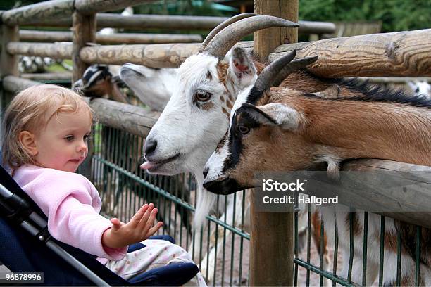 Foto de No Zoo e mais fotos de stock de Acabando - Acabando, Acariciar, Adolescência