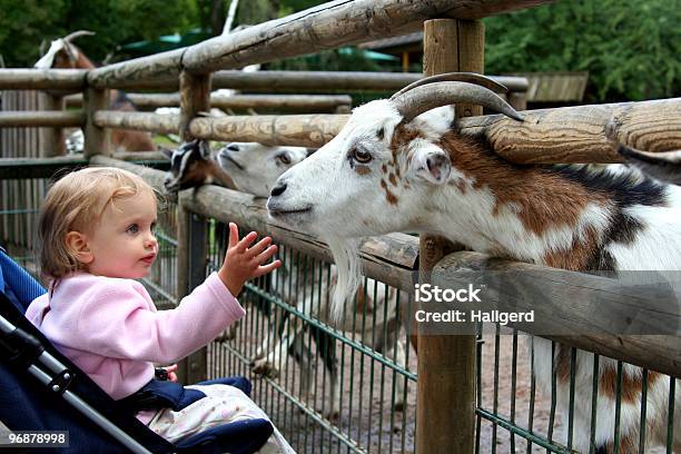 В Зоопарке — стоковые фотографии и другие картинки Белый - Белый, Владелец домашнего животного, Гладить рукой