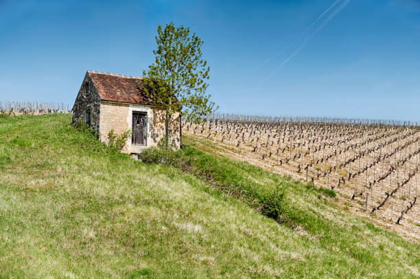 istock Farm Building By A Vineyard 968792550